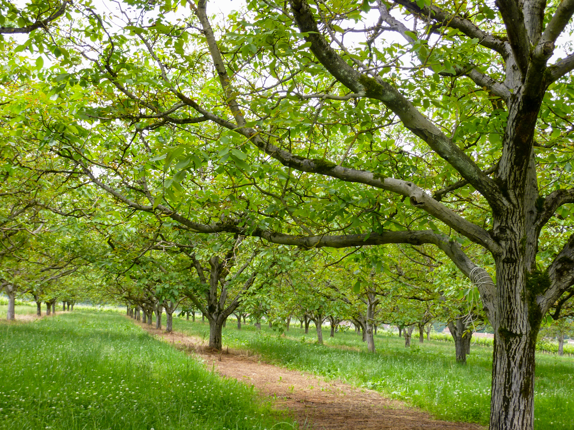 Sur la Route des Vignes, Parnac - photo 12