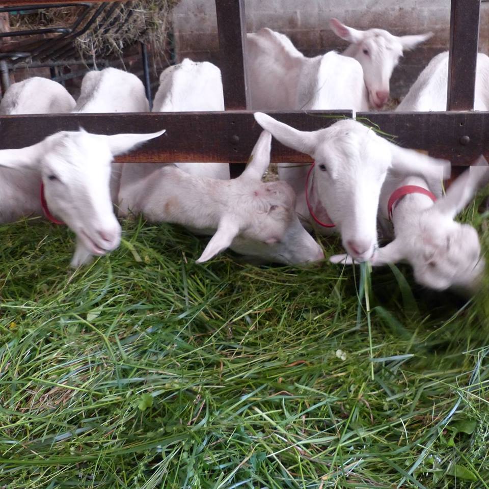 Ferme de Laspeyrières