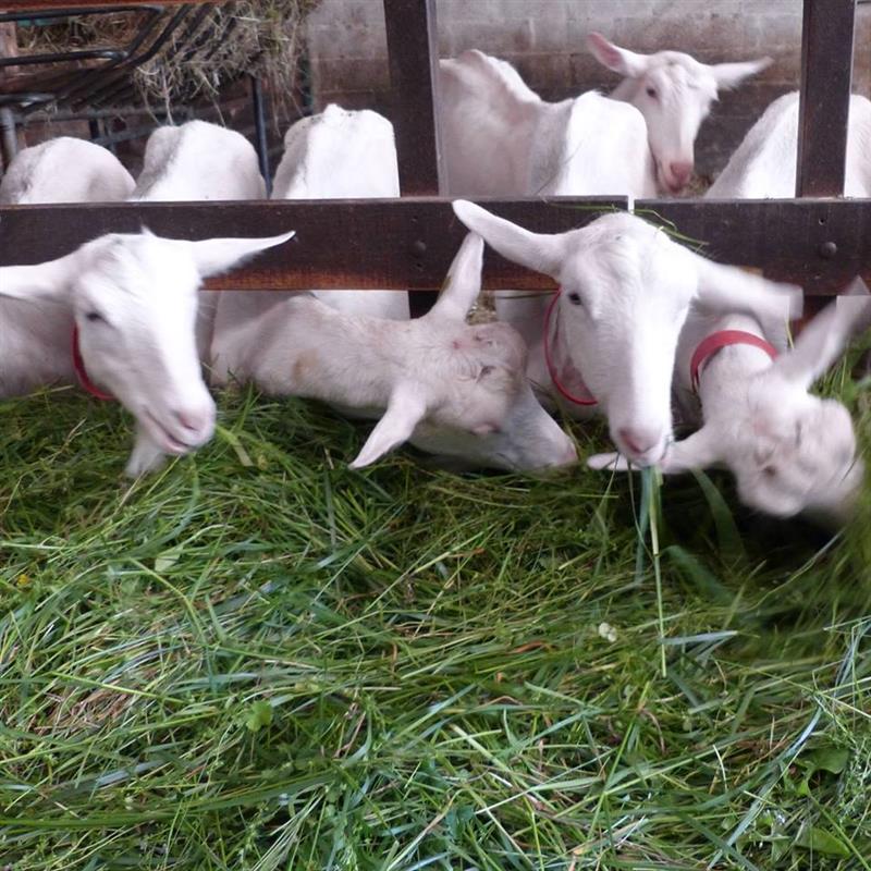 Ferme de Laspeyrières