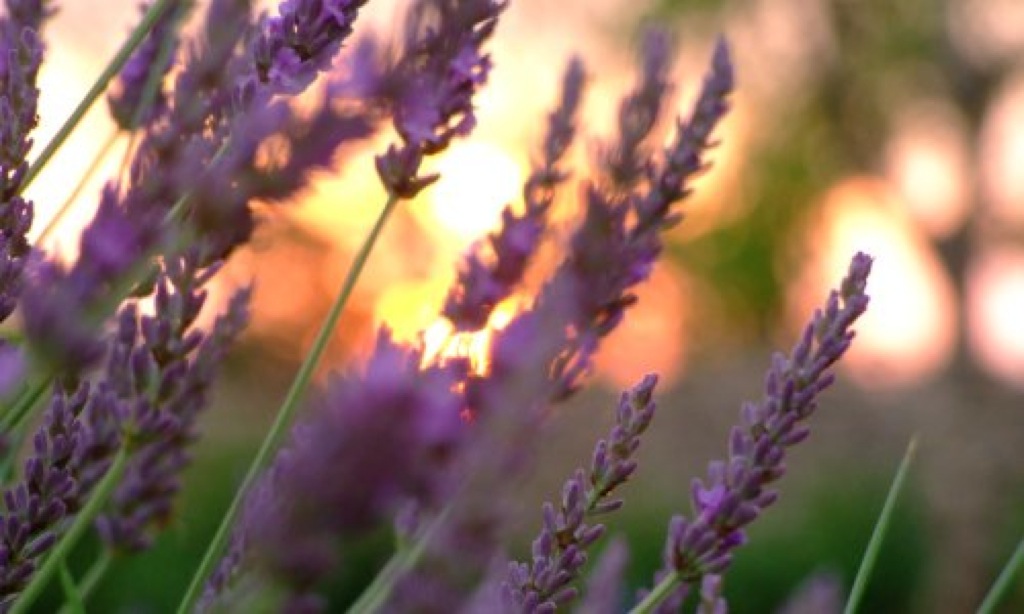 Domaine de Bel air - La Fromagerie, Le Bastit - photo 27