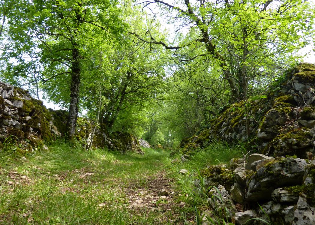 le Peyrefit - chemin herbeux entre murets de pierres _03 © Lot Tourisme - C. Sanchez