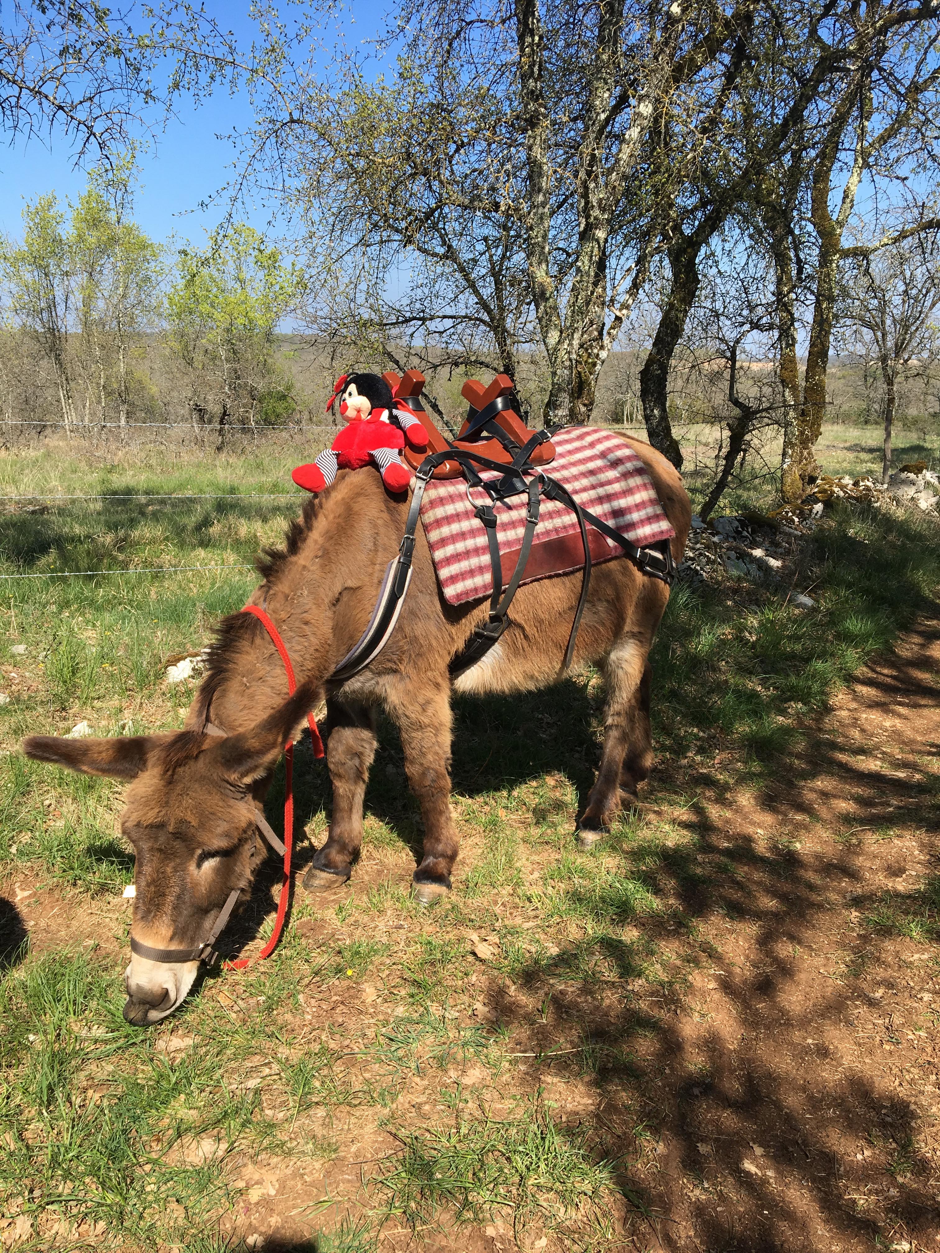 Les Ânes du Causse, Floirac - photo 7