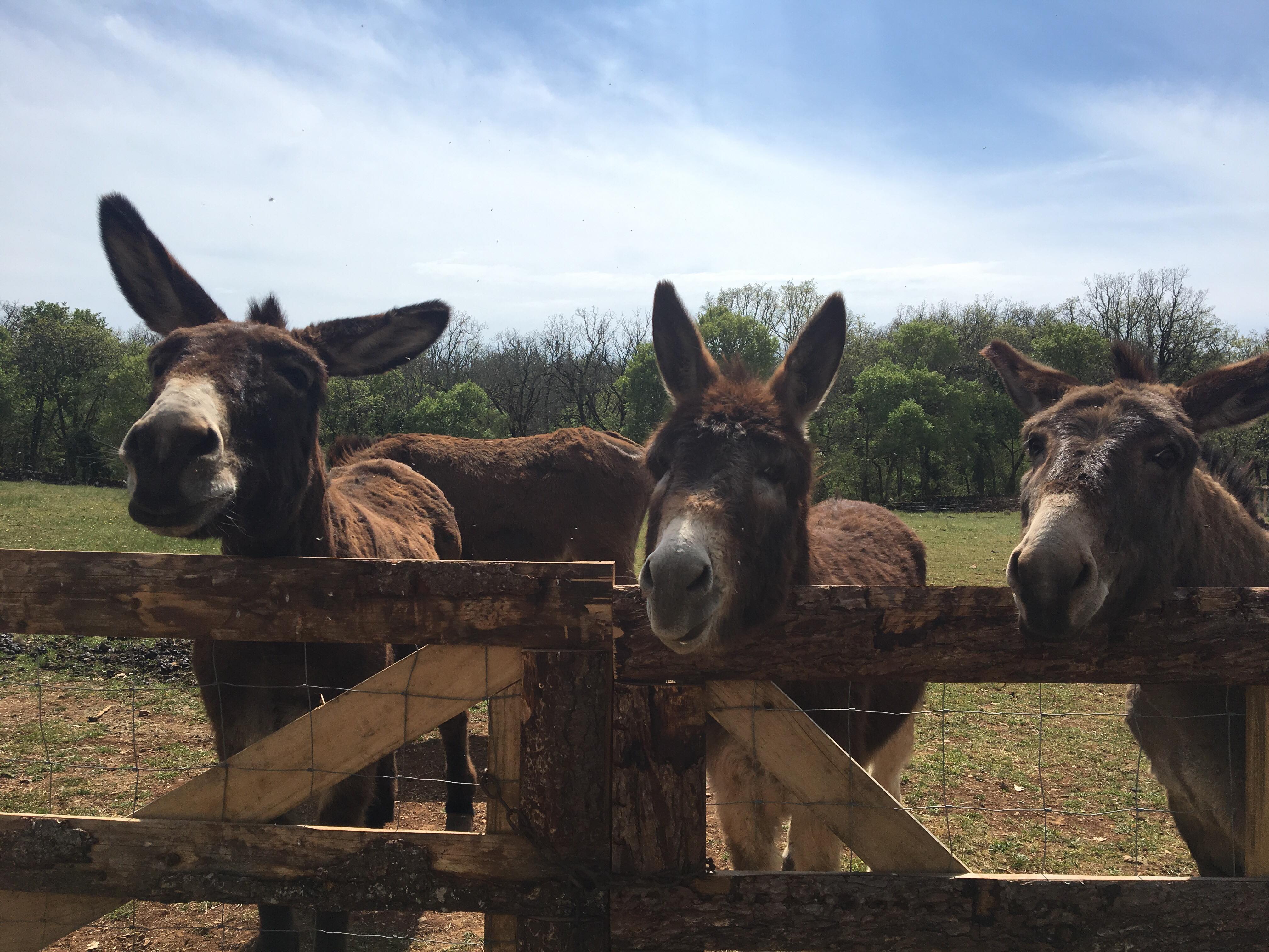 Les Ânes du Causse, Floirac - photo 9