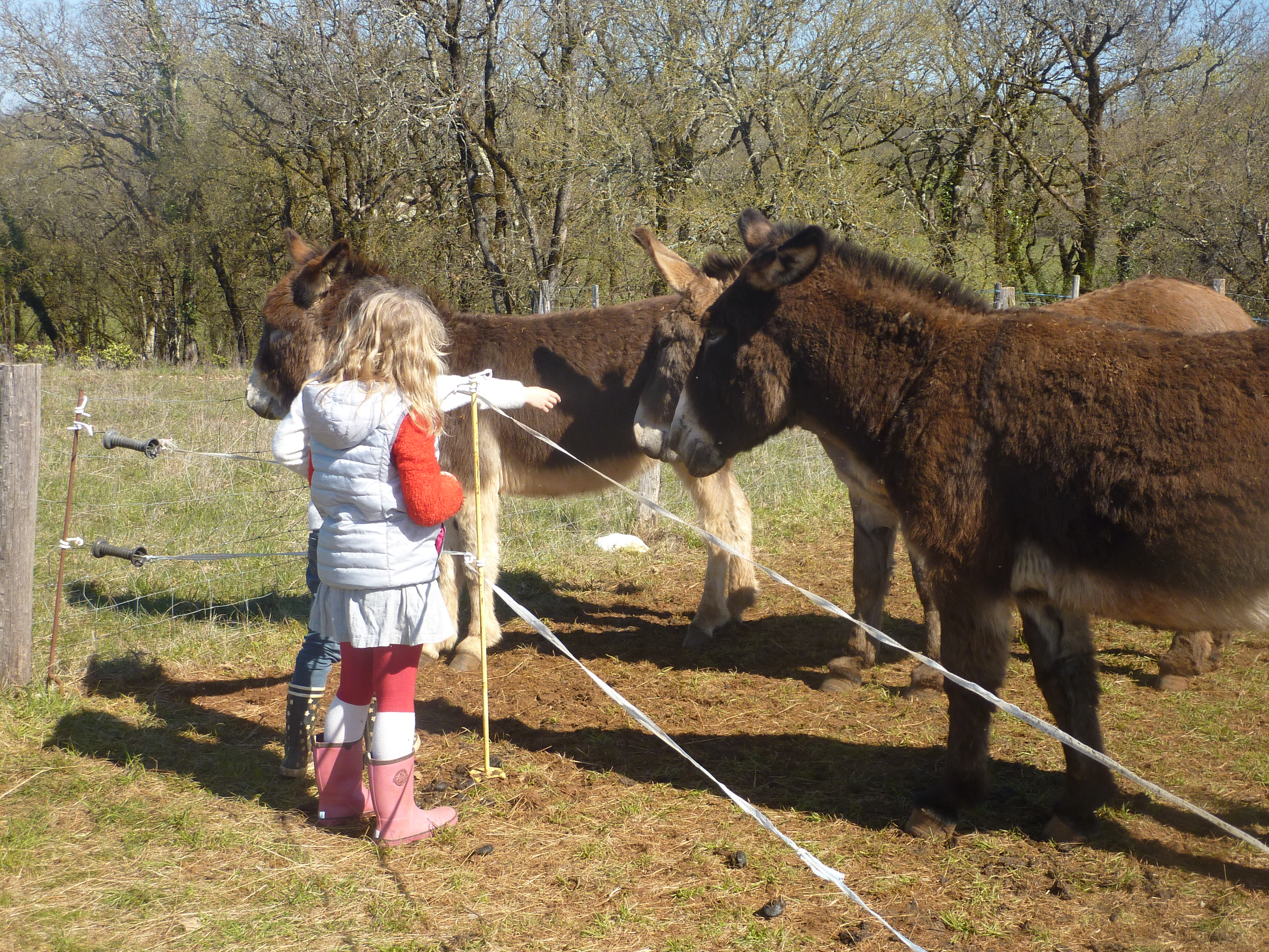 Les Ânes du Causse, Floirac - photo 10