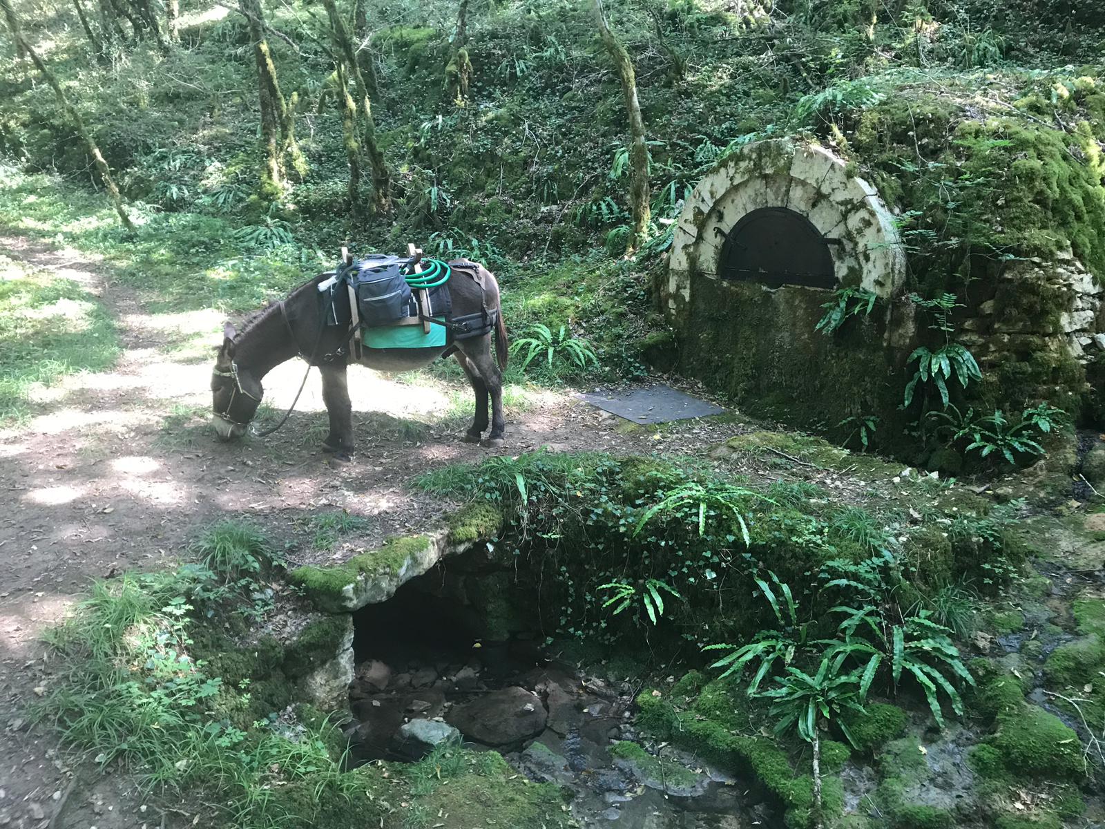 Les Ânes du Causse, Floirac - photo 11