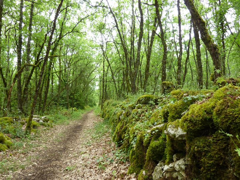 les Combettes - Balade dans le sous bois_10 © Lot Tourisme - C. Sanchez