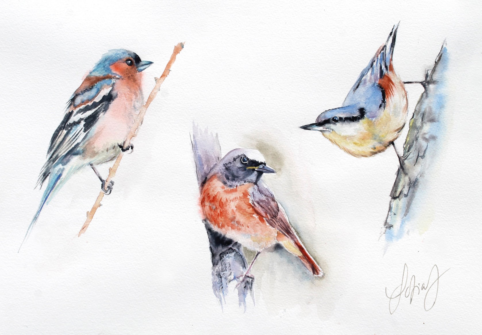 Stages d'aquarelle avec Sofia Johannissen "Peindre les oiseaux du jardin"
