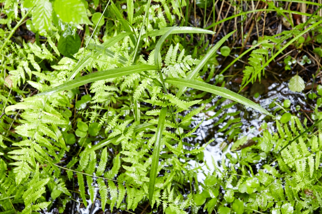 Balade "A Pied dans le Marais"