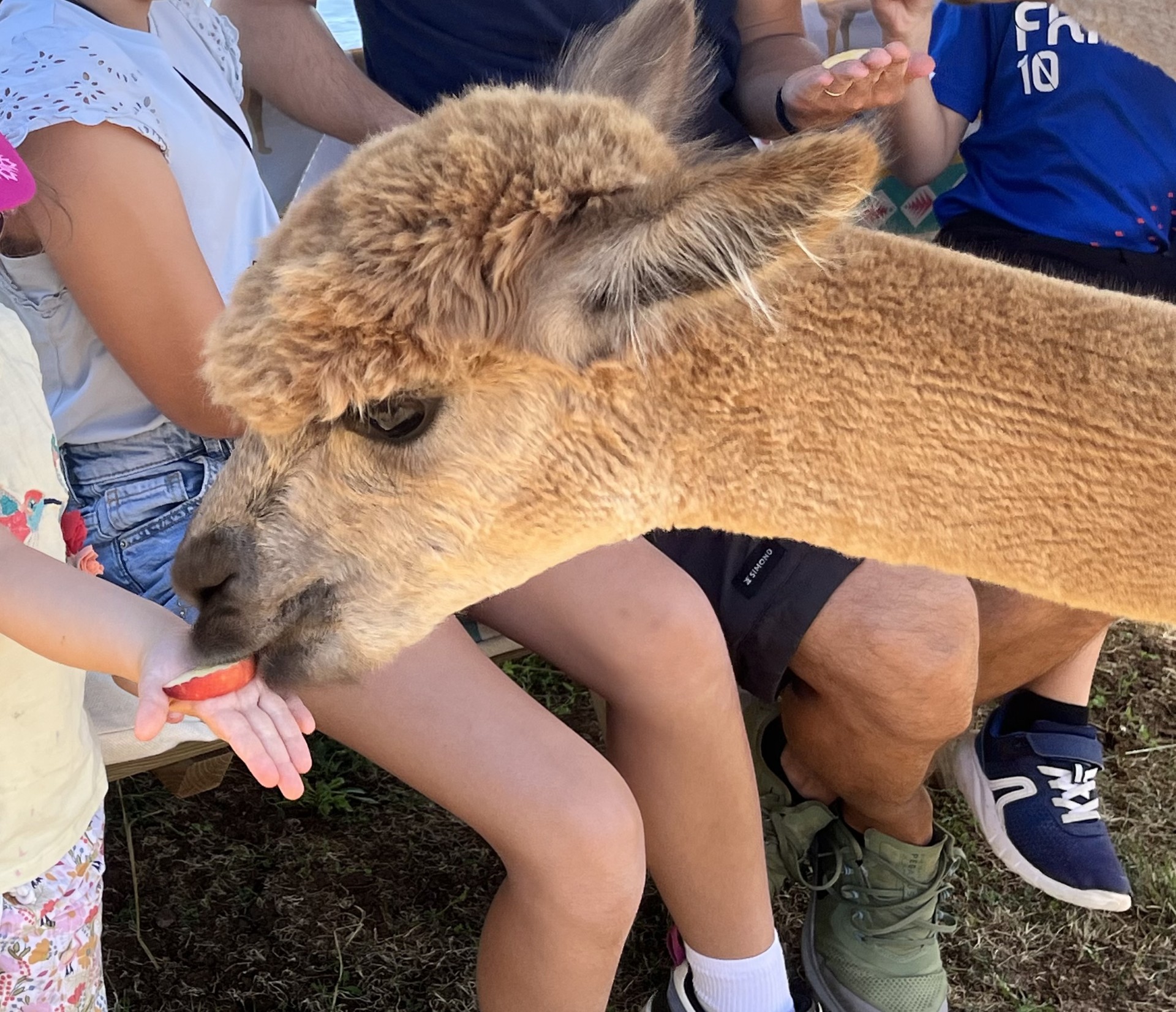 Les Alpacas de Fons, Fons - photo 8