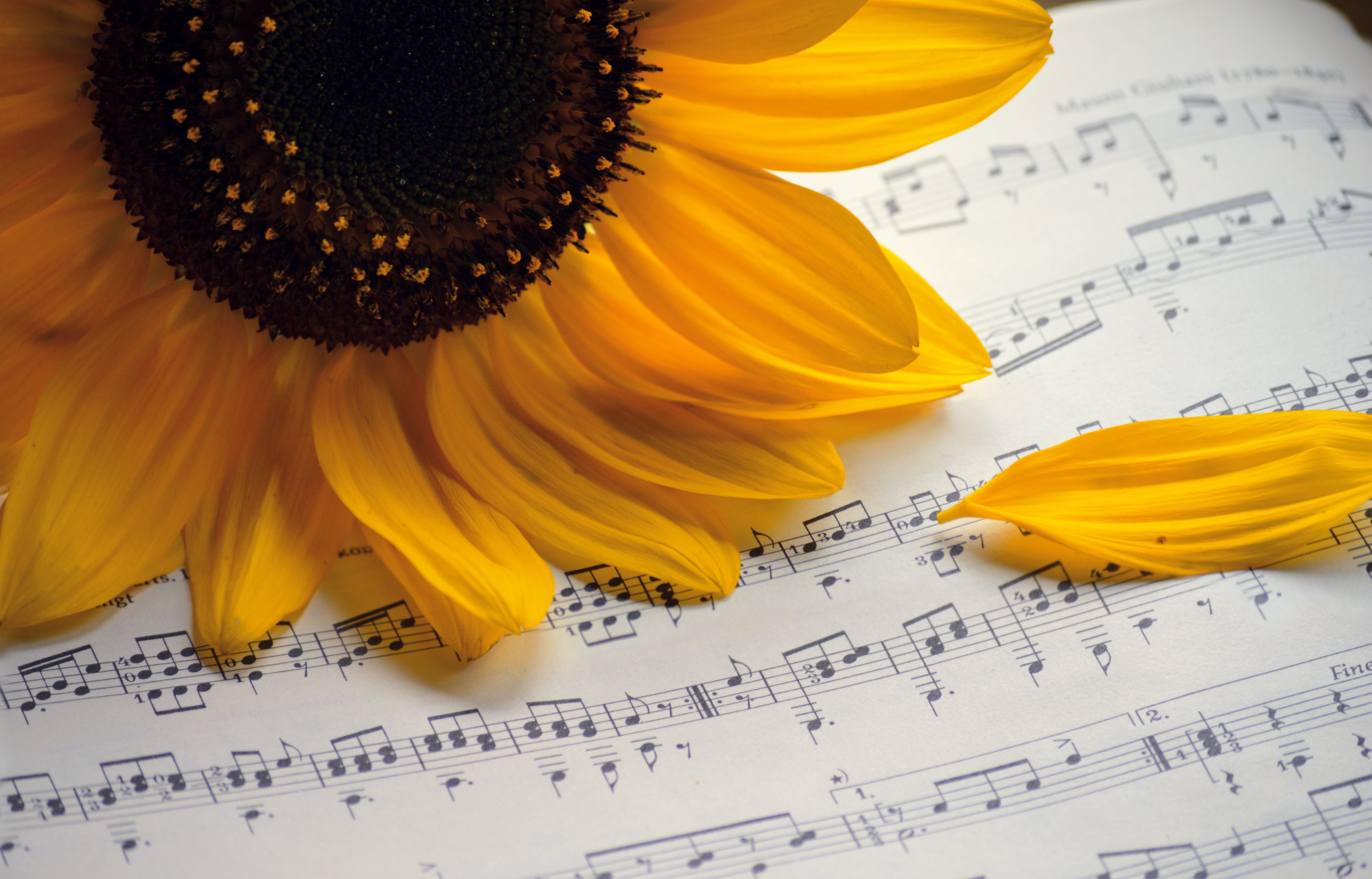 Comédie musicale : ''La vie, c'est de la musique''