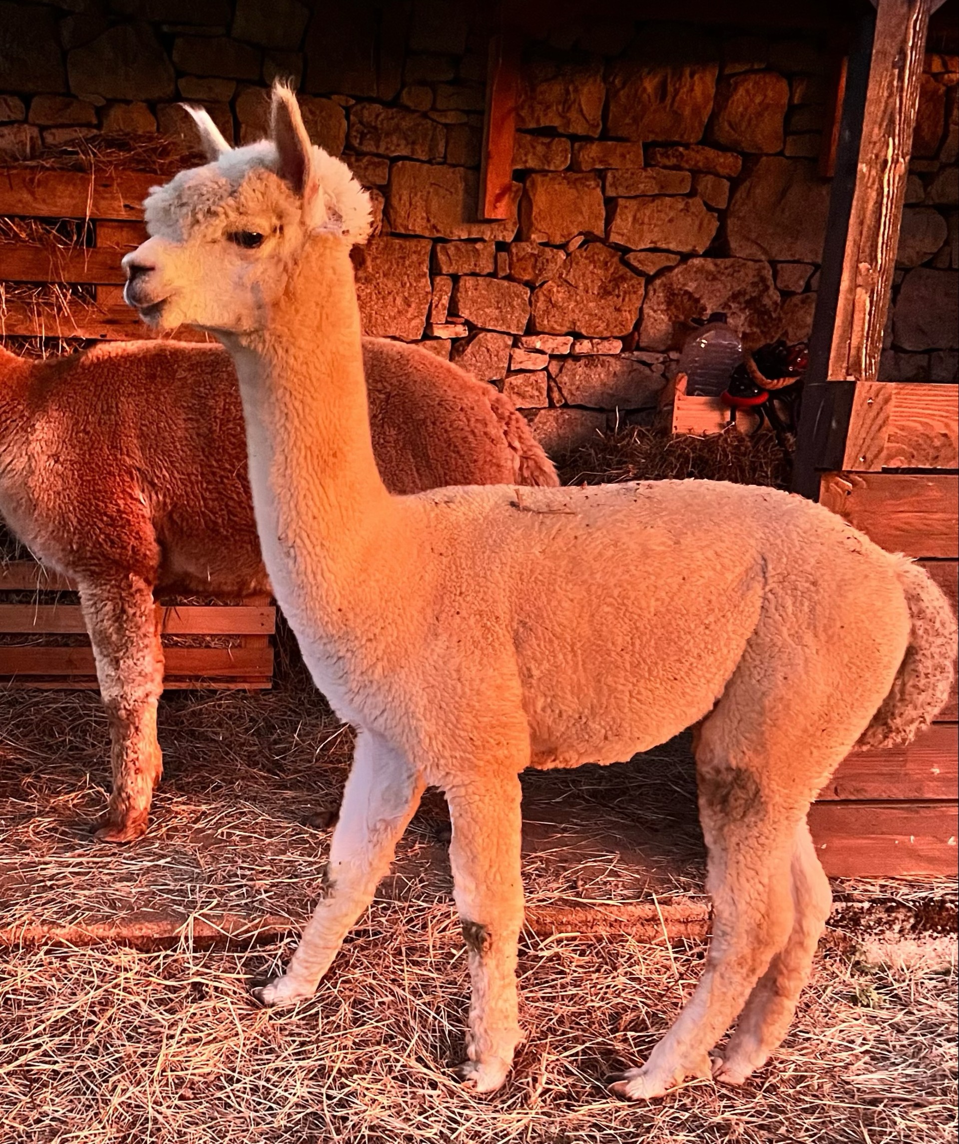 Les Alpacas de Fons, Fons - photo 9