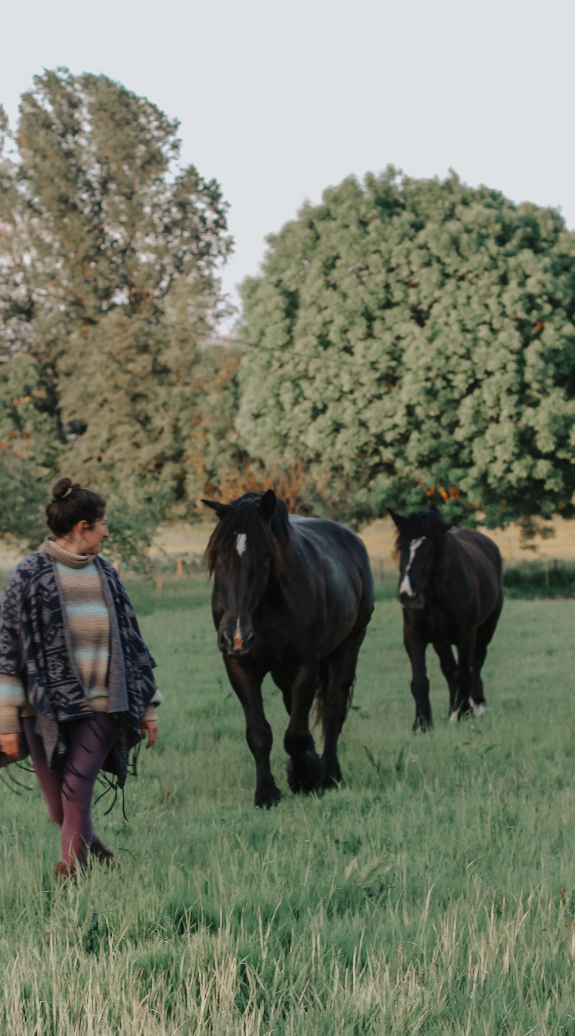 Journées découverte de la Médiation par le cheval, Vayrac