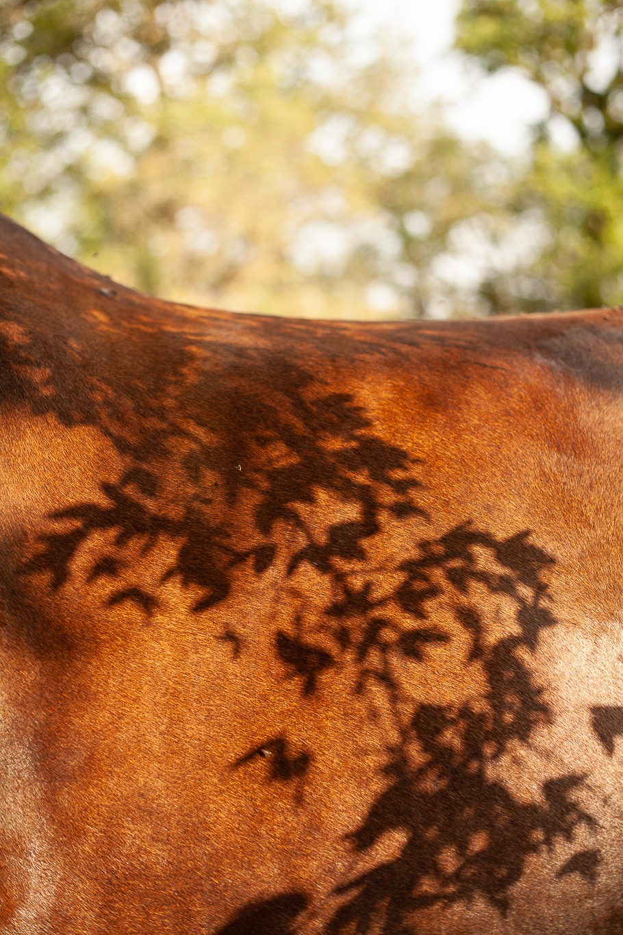Journées découverte de la Médiation par le cheval, Vayrac - photo 2