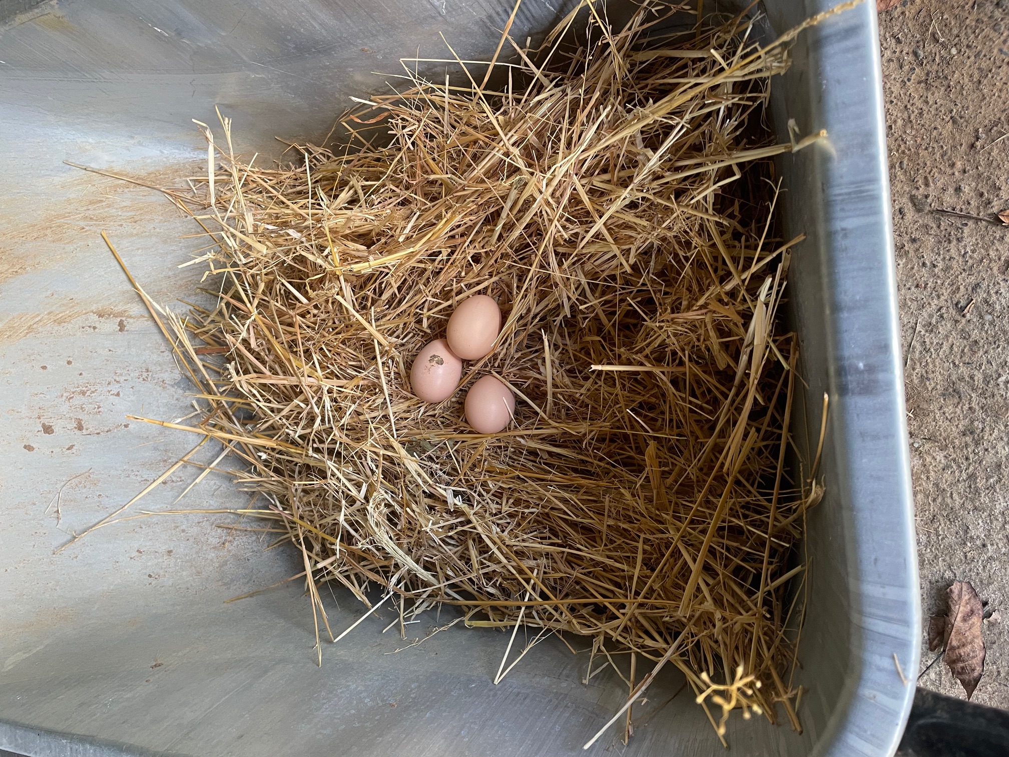 OASIS DU LOT -  GITE HAVANA, Payrac - photo 26