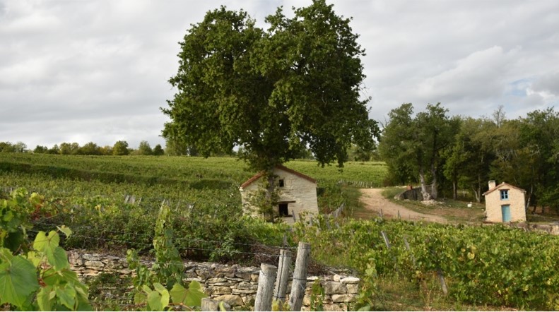 Domaine Laroque d'Antan