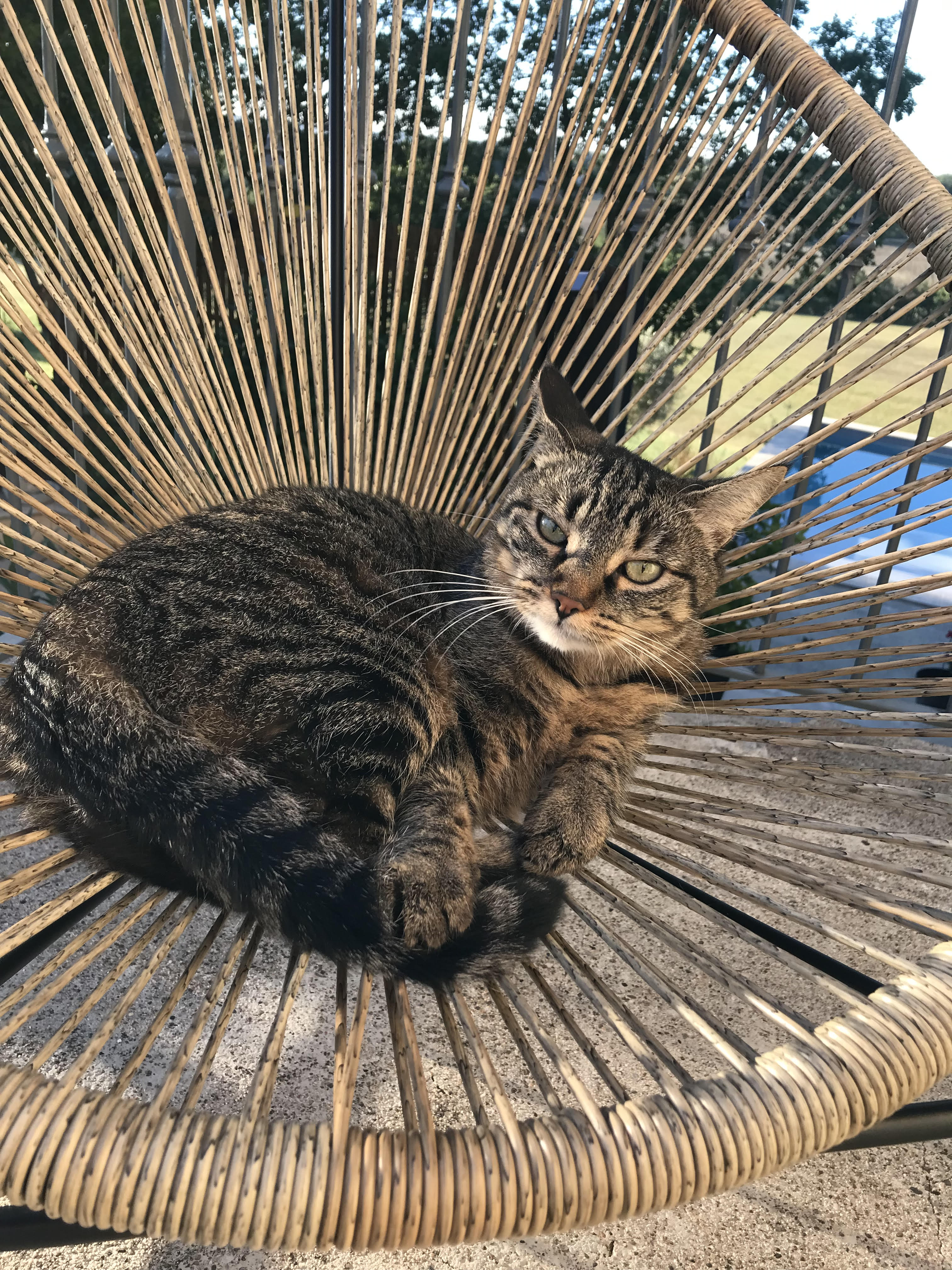 Le Pigeonnier du Rendier, Fontanes - photo 5