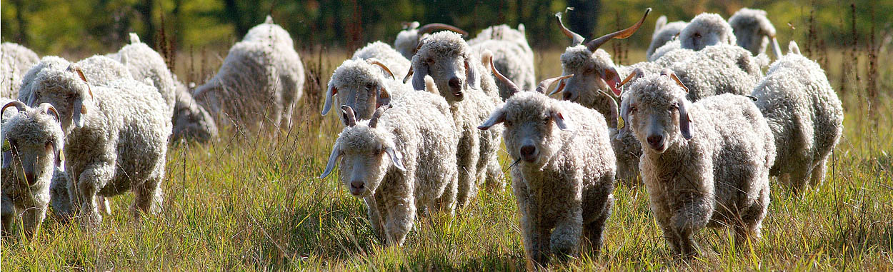 Ferme du Pech de l'Abeille - Elevage de chèvres Angora et d'Alpagas- Laine Mohair et Alpaga