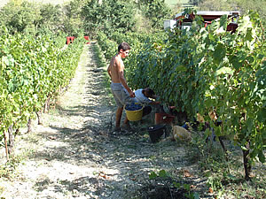 Domaine de Pech Revel