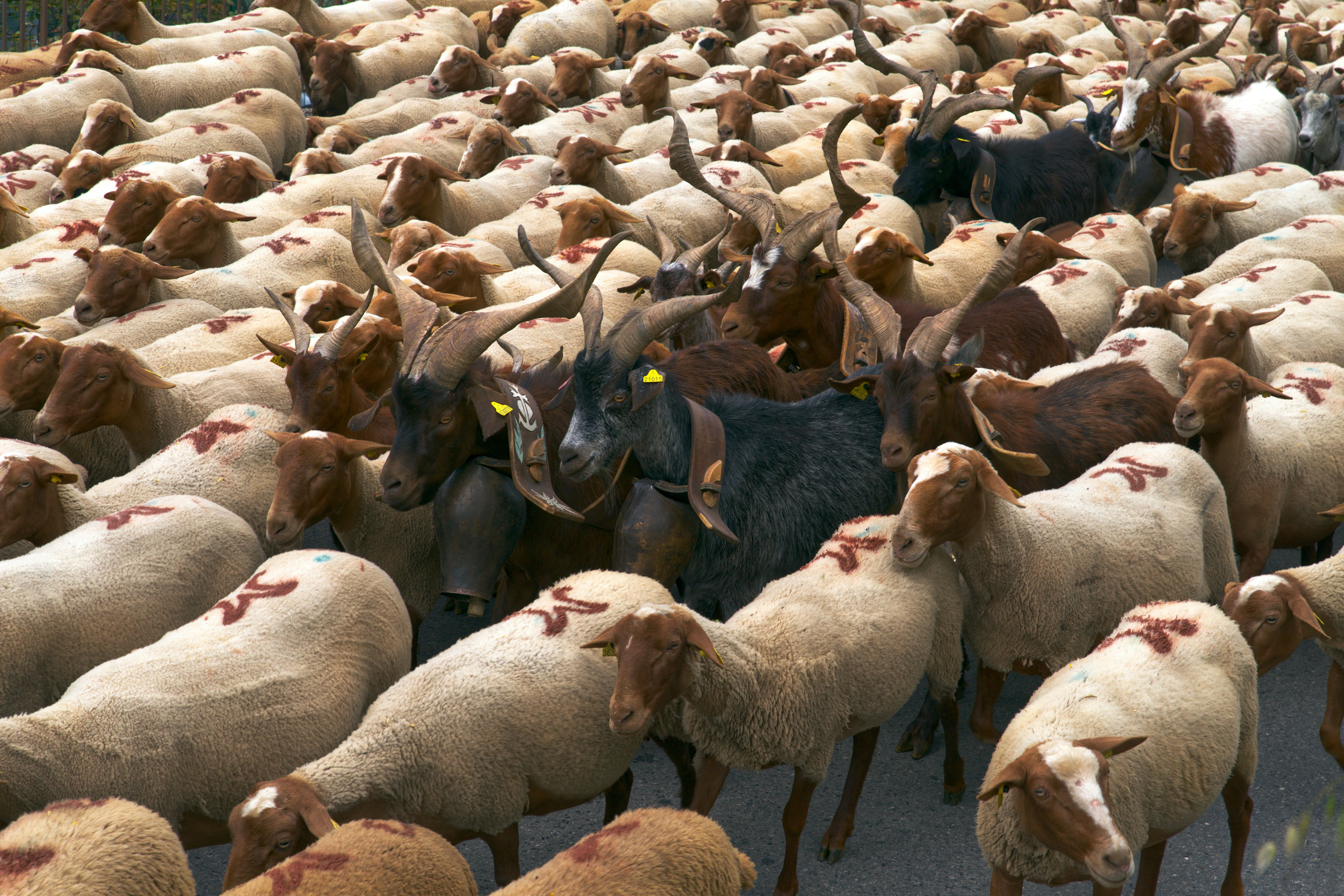 Transhumance Rocamadour-Luzech Exposition Natura 2000
