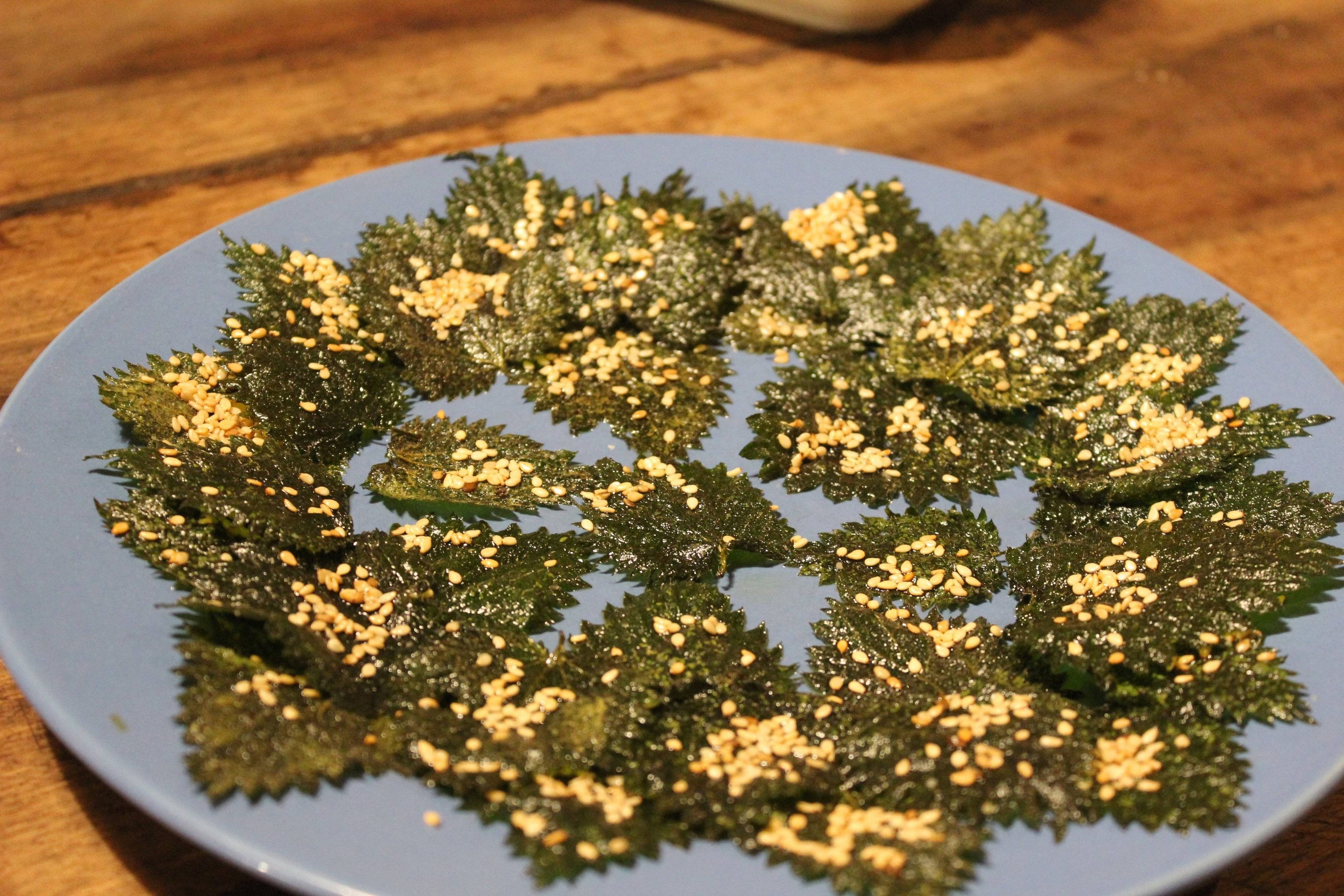 Balade plantes sauvages comestibles