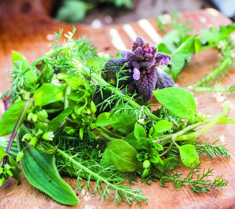Initiation à la découverte des plantes sauvages