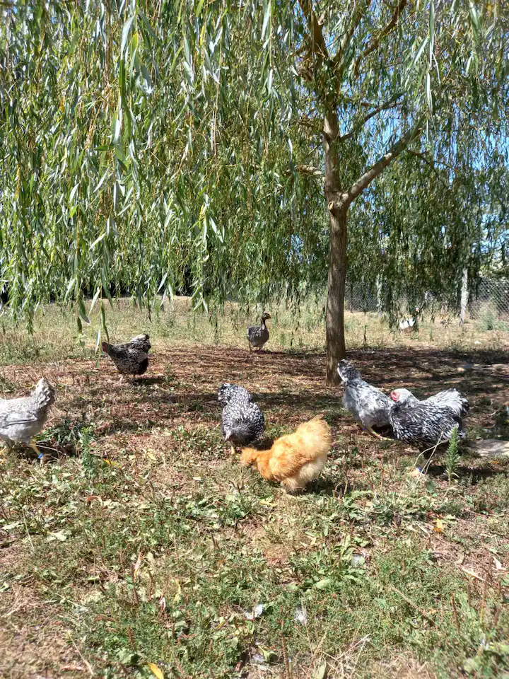 La grange de Baffol, Saint-Chamarand - photo 15