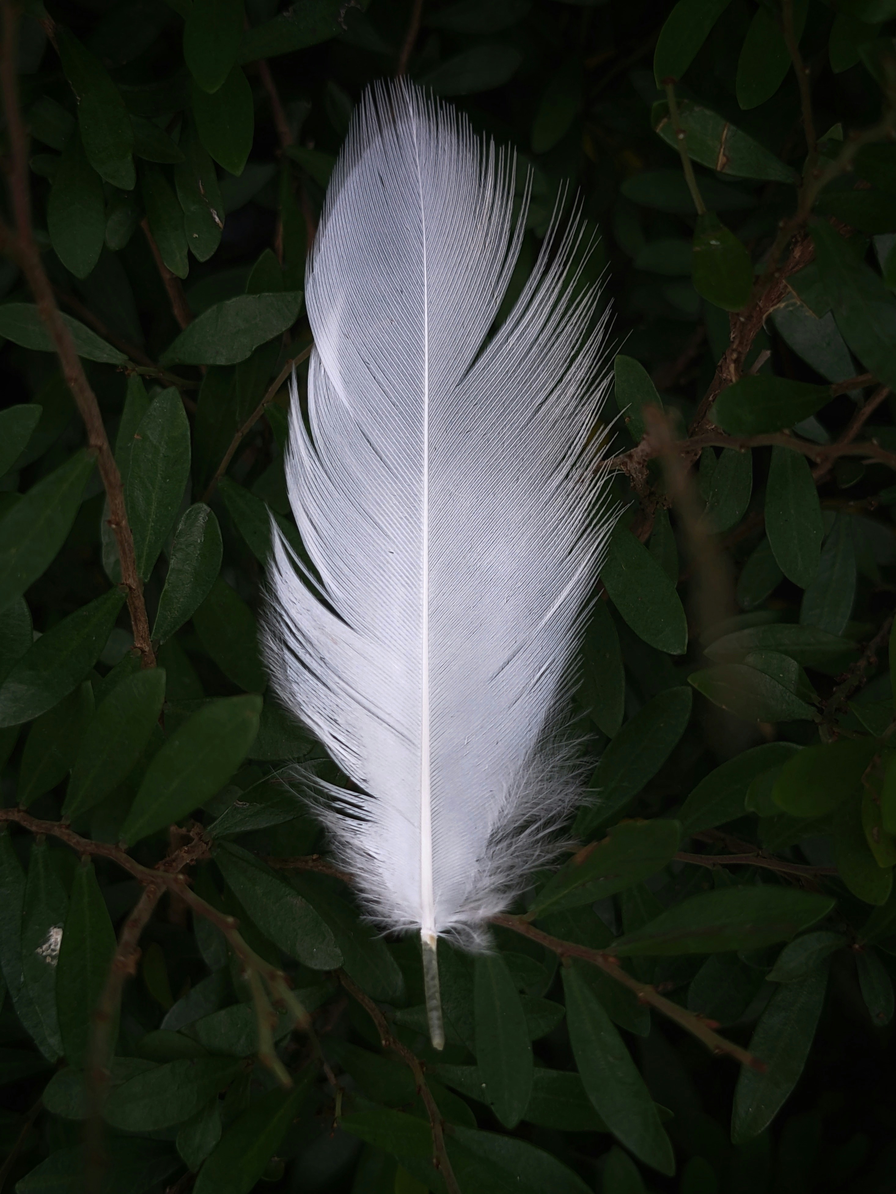 Biblis en folie - Exposition interactive sur les plumes et les oiseaux
