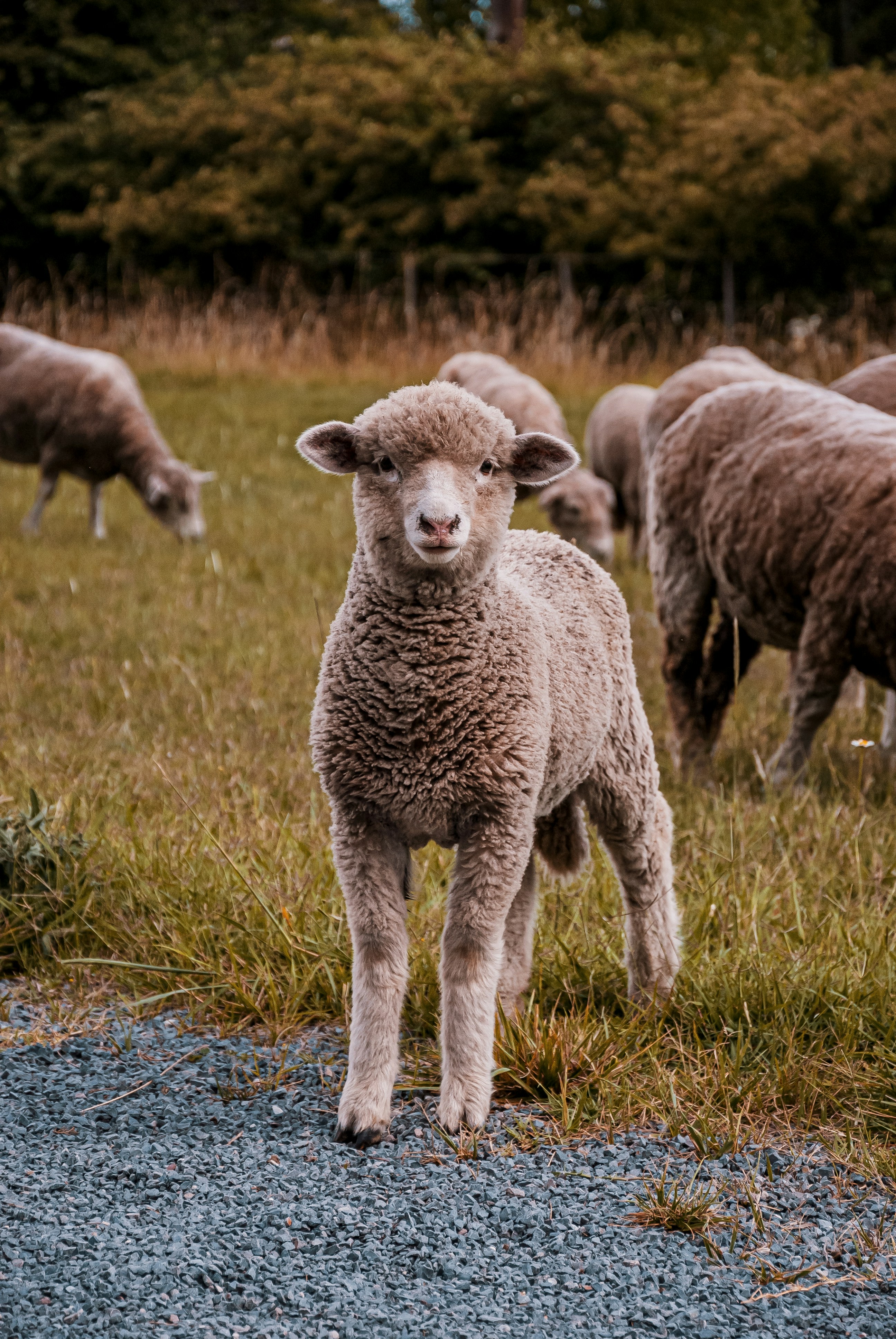 Démonstration chien de troupeau et tonte de mouton aux forces