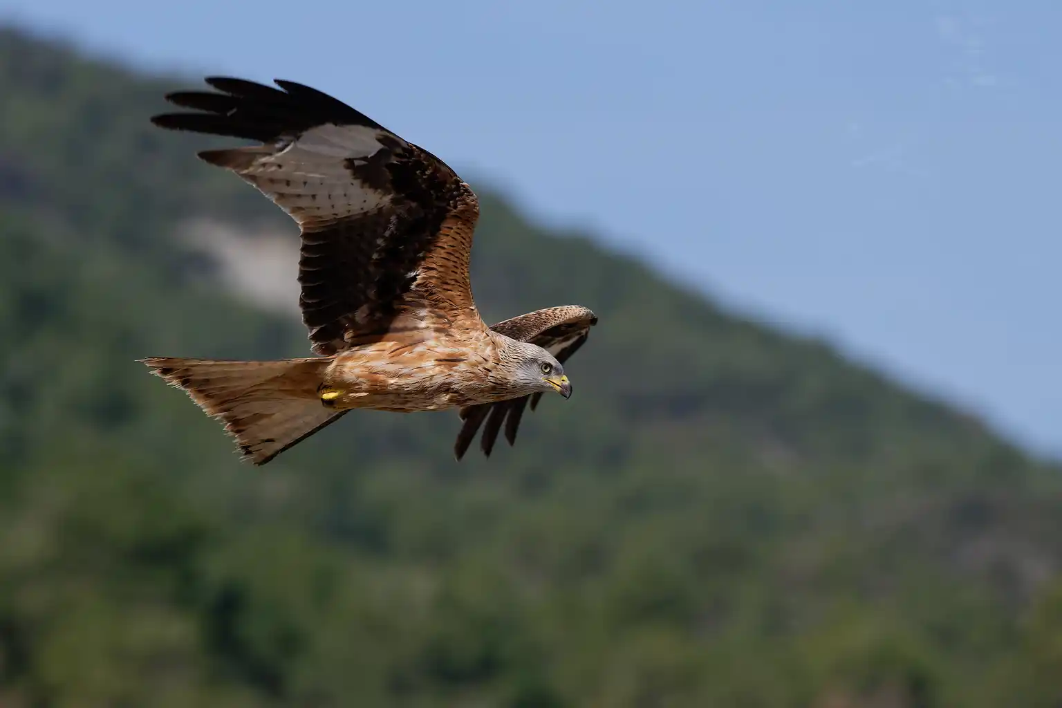 Animation de la LPO : Observation des oiseaux