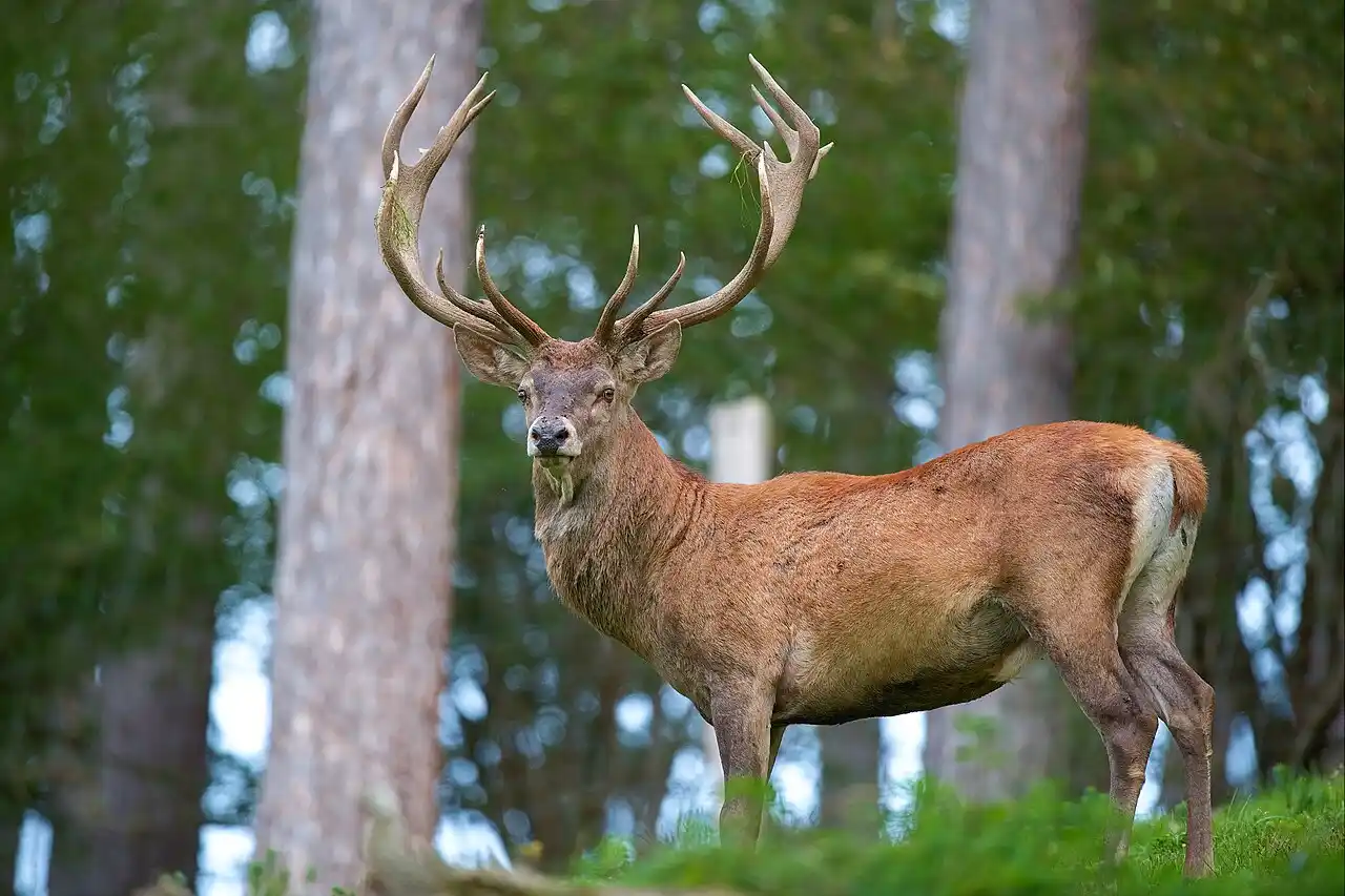 Animation de la LPO : Brame du cerf