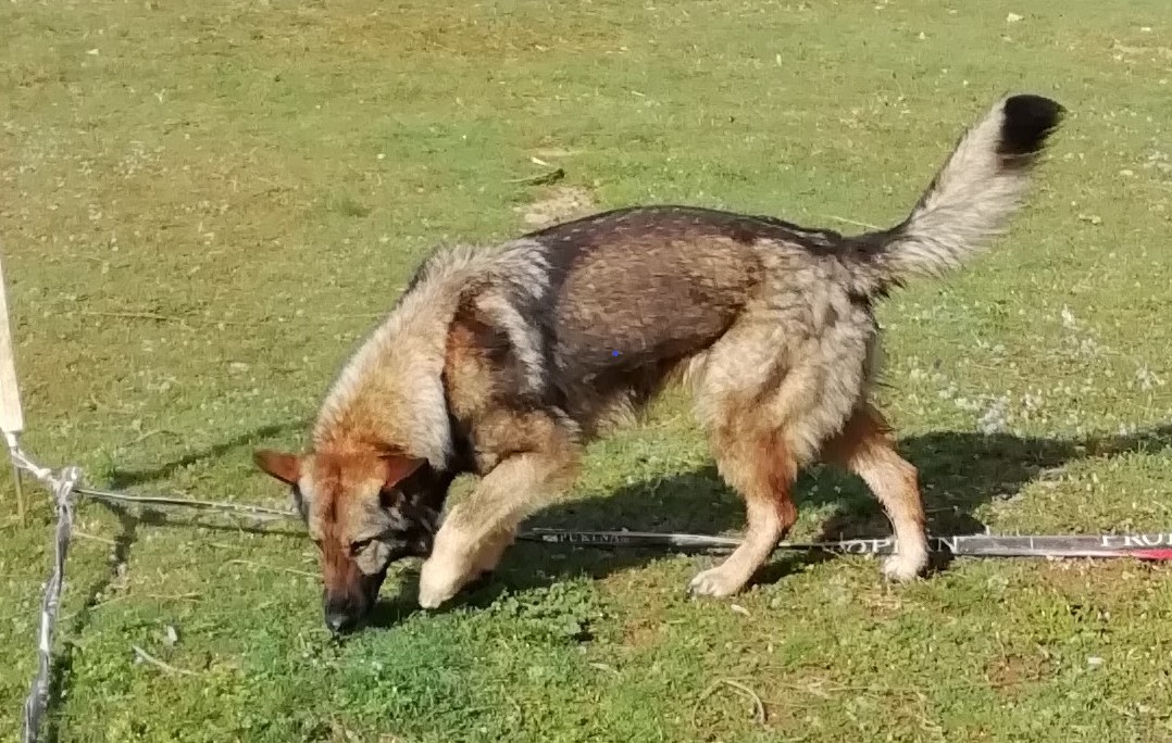 Concours national de cavage