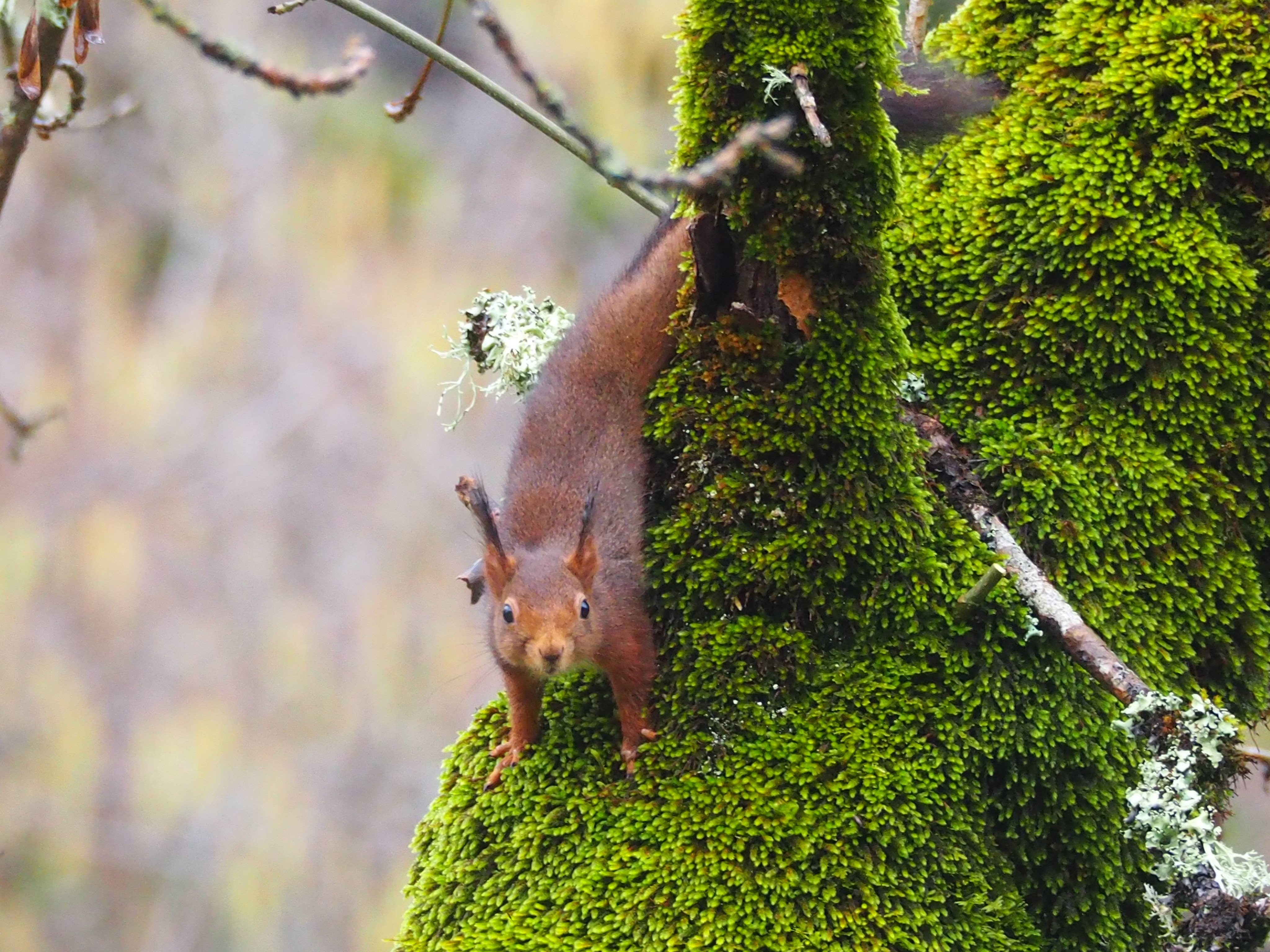 Moulin Bas Prés de la Rivière, Carnac-Rouffiac - photo 24