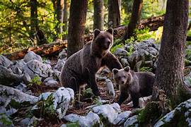 Nocturne "Mange avec les ours" au Parc animalier