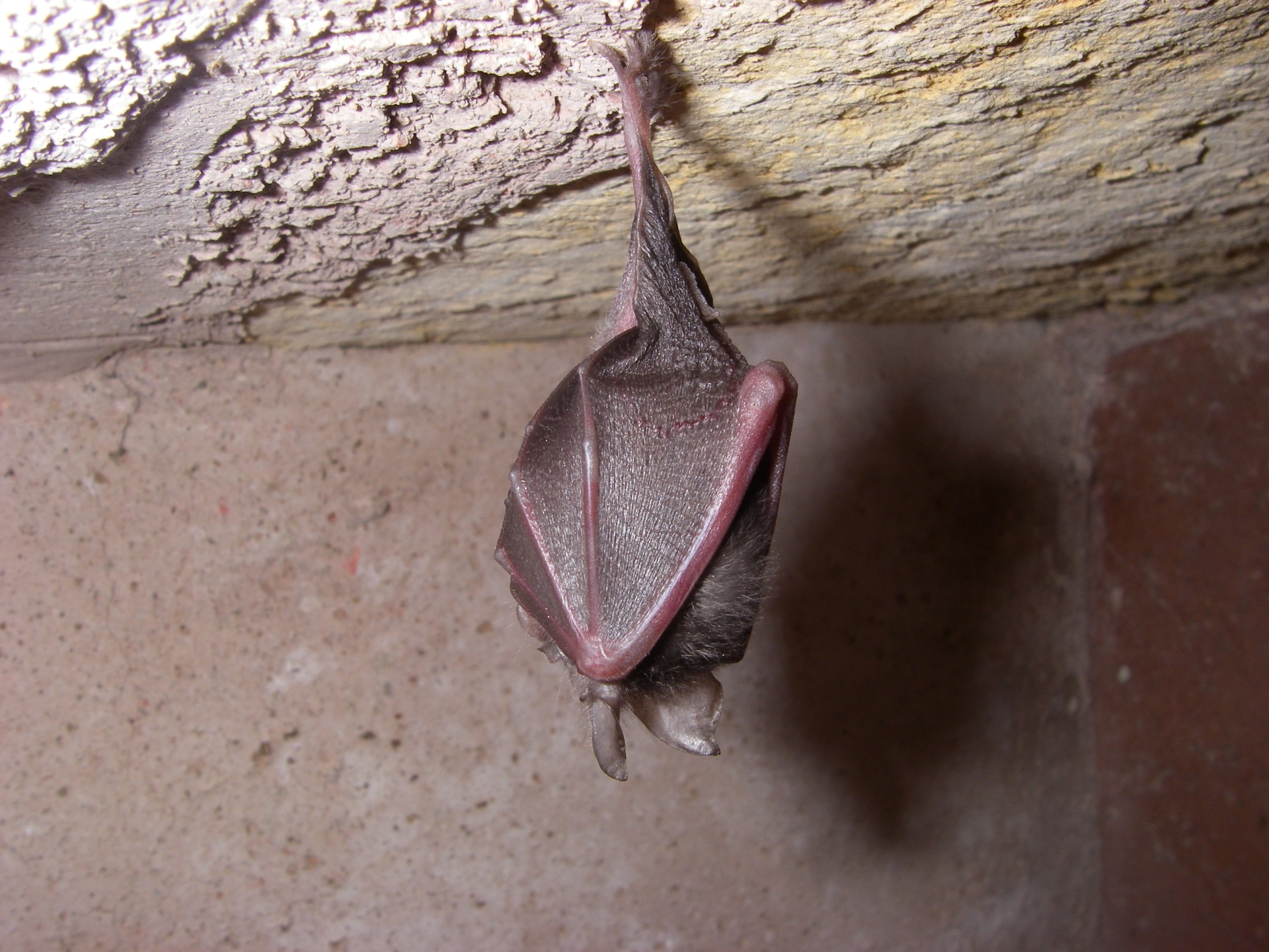 Conférence "Ratepenades ou Pisserates ? Le monde mystérieux des chauves-souris"