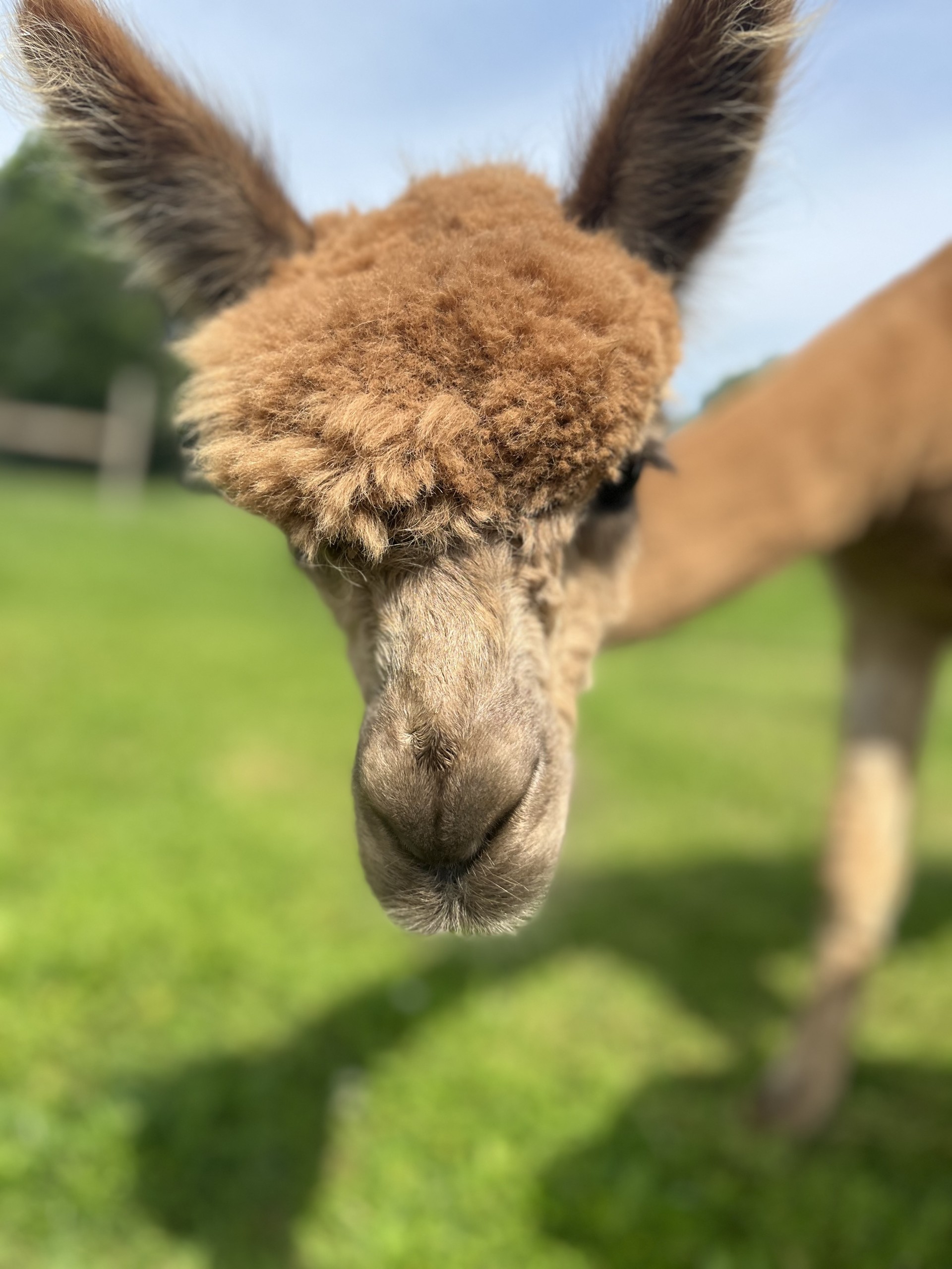 Les Alpacas de Fons, Fons - photo 13