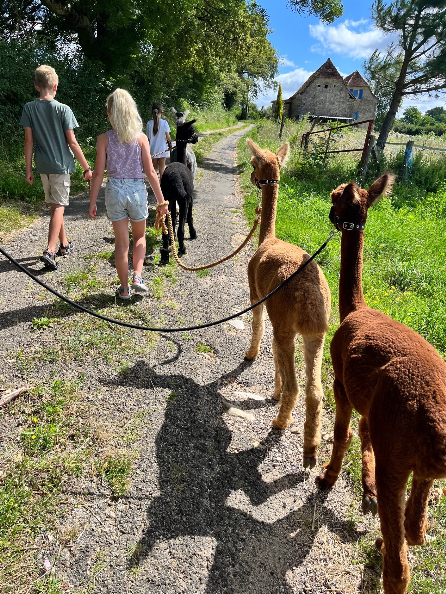 Les Alpacas de Fons, Fons - photo 17