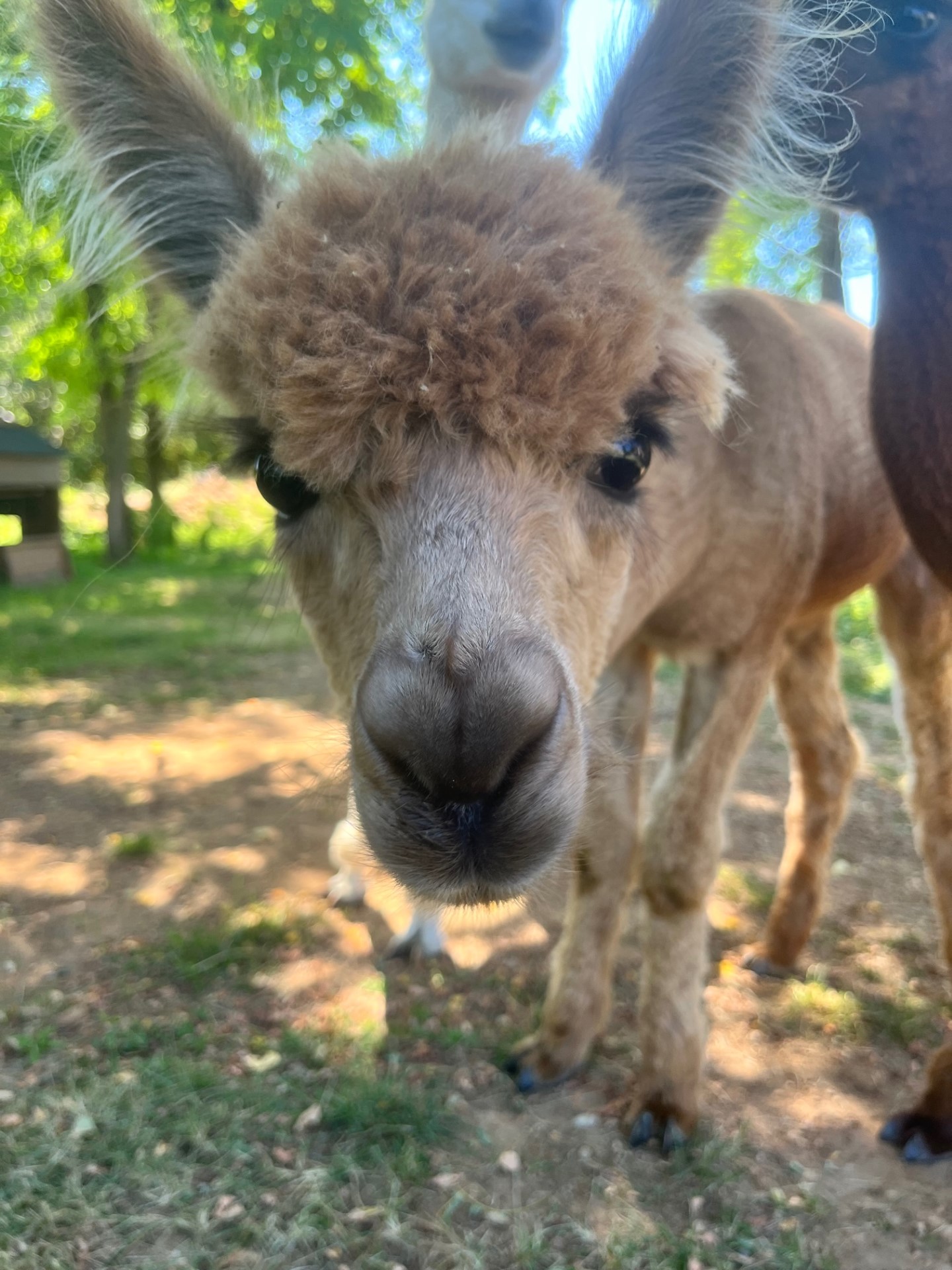 Gîte La Borie, Fons - photo 25