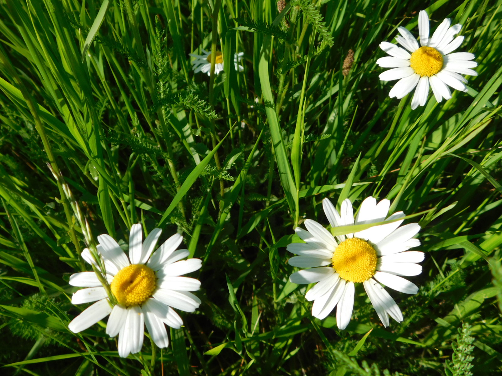 Gîte LACAM, Bannes - photo 14