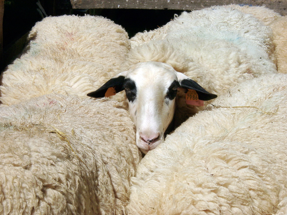 La brebis des Causses du Lot : sa laine et ses usages au fil du temps / Conférence et exposition