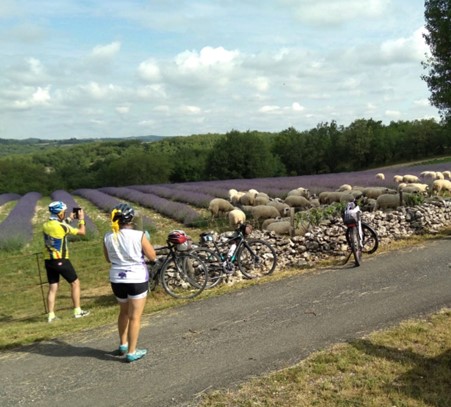 Rando dans les champs de lavande à l'occasion des Portes des Bergers des Lavandes, Blars - photo 5