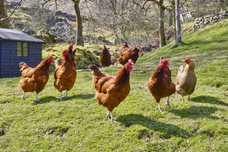 Ferme du Bouch à Caniac du Causse