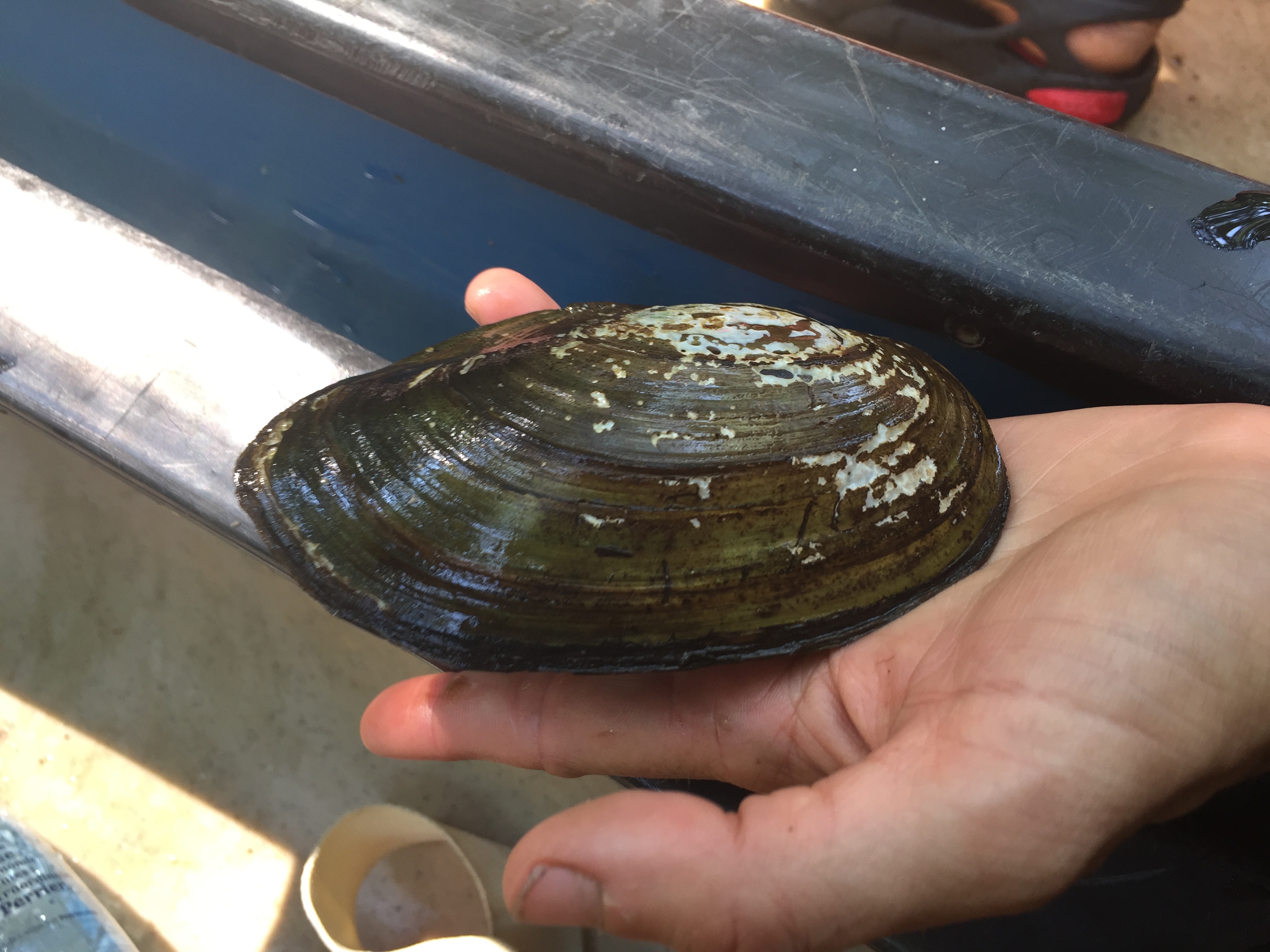 Guide de Rivière Nature en Canoë